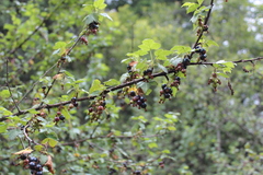 Ribes ciliatum