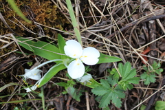 Weldenia candida