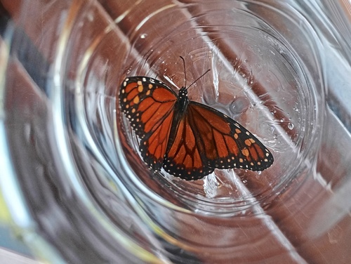 Southern Monarch