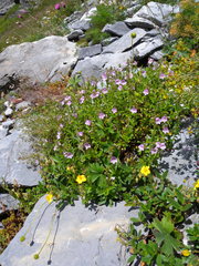 Veronica fruticulosa