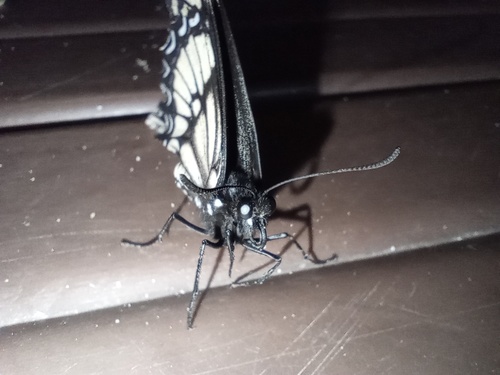 Scamander Swallowtail