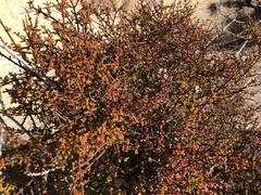 Phoradendron californicum