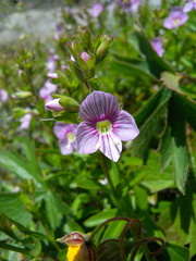 Veronica fruticulosa