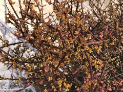 Phoradendron californicum