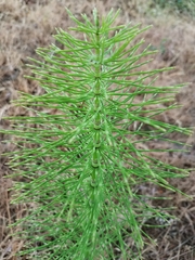 Equisetum telmateia