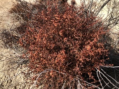 Phoradendron californicum
