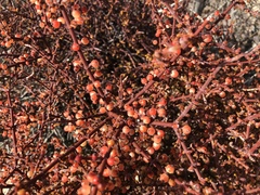 Phoradendron californicum