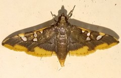 Prophantis adusta