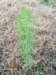 Equisetum telmateia