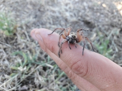 Schizocosa maxima