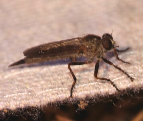 Golden-haired Bladetail