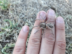 Schizocosa maxima