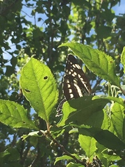 Neptis pryeri