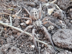 Schizocosa maxima