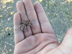 Schizocosa maxima