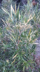 Bergbambos tessellata