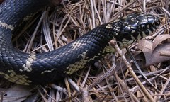 Lampropeltis getula