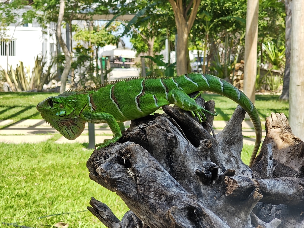 Green Iguana (Green)