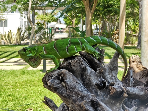 Green Iguana (Green)