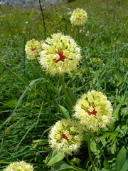 Allium victorialis