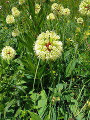 Allium victorialis
