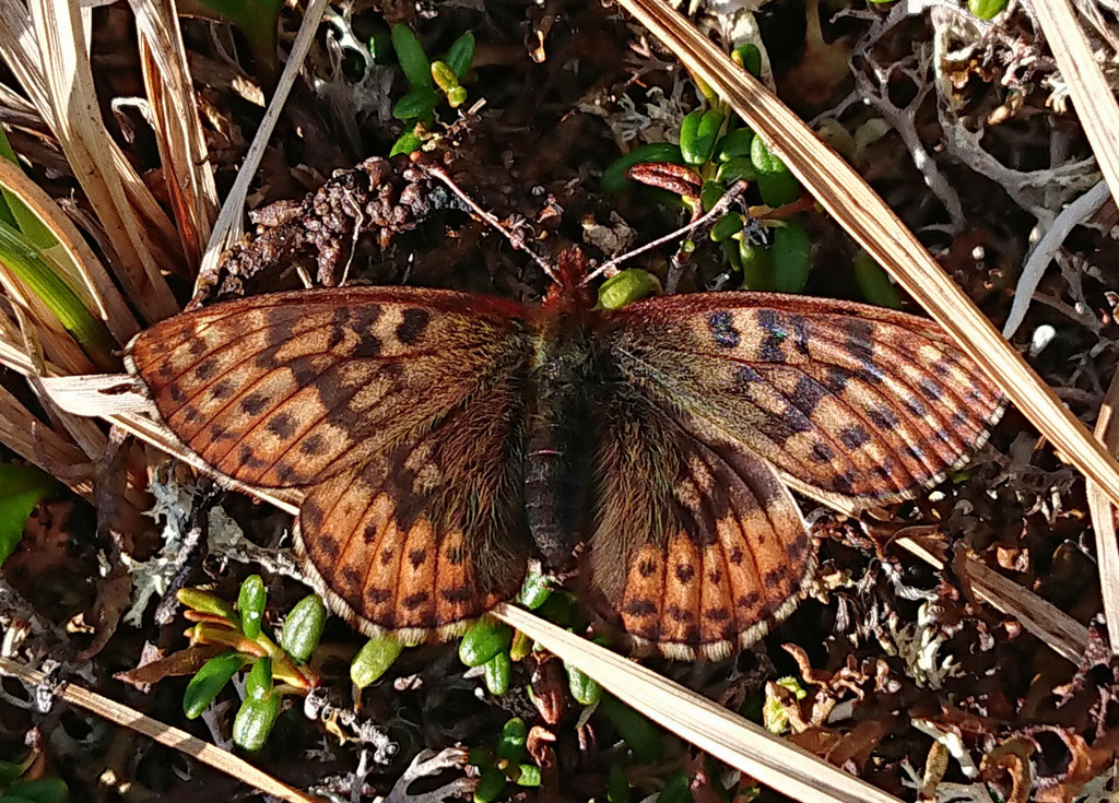 Dingy Fritillary