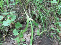 Colchicum umbrosum