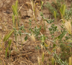 Hordeum murinum leporinum