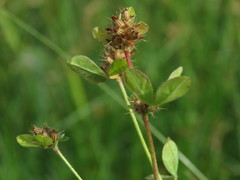 Trifolium striatum