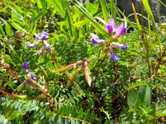Oxytropis montana