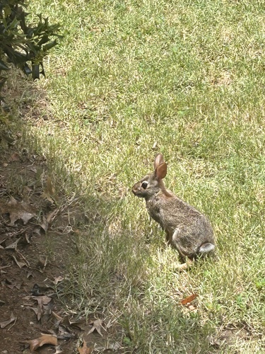 Eastern Cottontail photographed in Mississippi