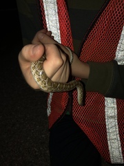 Arizona elegans elegans