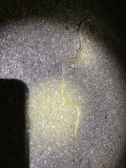 Arizona elegans elegans