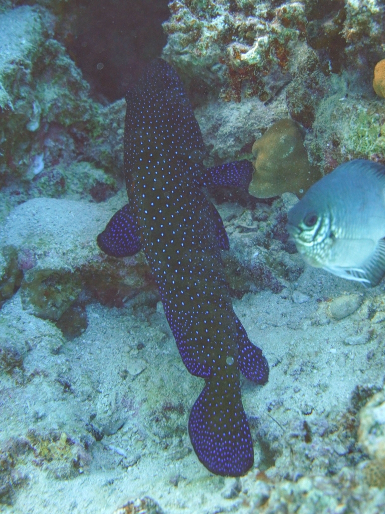 Peacock grouper