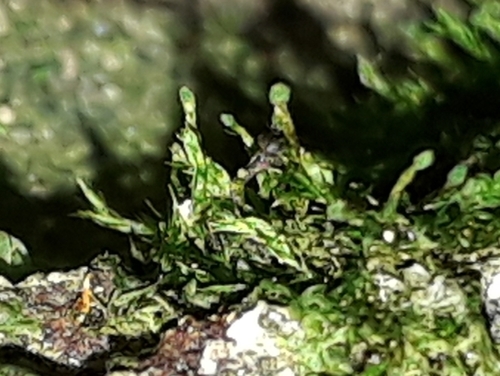 Tetraphidopsis