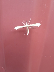 Gillmeria pallidactyla