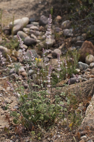 Nepeta olgae, photograph 2