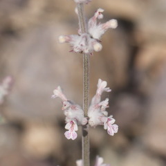 Nepeta olgae