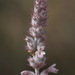 Nepeta olgae - Photo (c) Вячеслав Юсупов, some rights reserved (CC BY-NC), uploaded by Вячеслав Юсупов