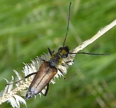 Anastrangalia sanguinea