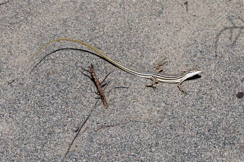 Sand Racerunner, Eremias scripta