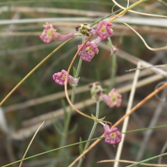 Silene brahuica