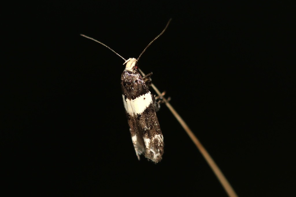 white-barred groundling
