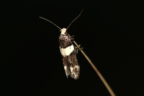 Recurvaria leucatella (Clerck, 1759)