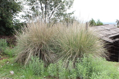 Muhlenbergia macroura