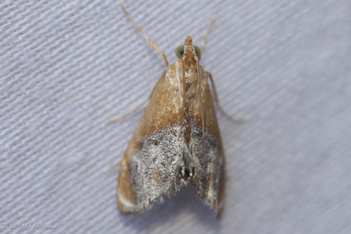 Chalcoela iphitalis