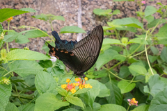 Papilio dialis