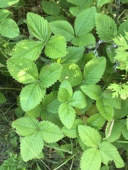 Fragaria moschata