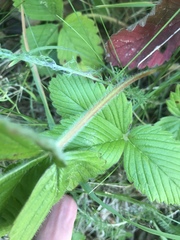Fragaria moschata