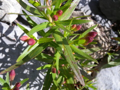 Chamaenerion fleischeri